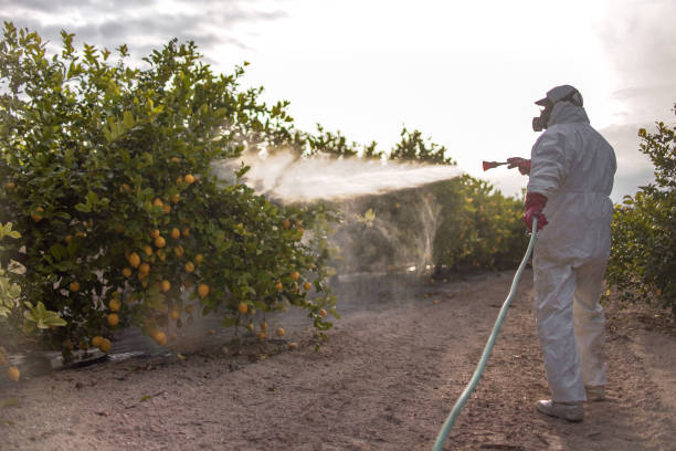 Best Termite Control Services  in Clayton, GA