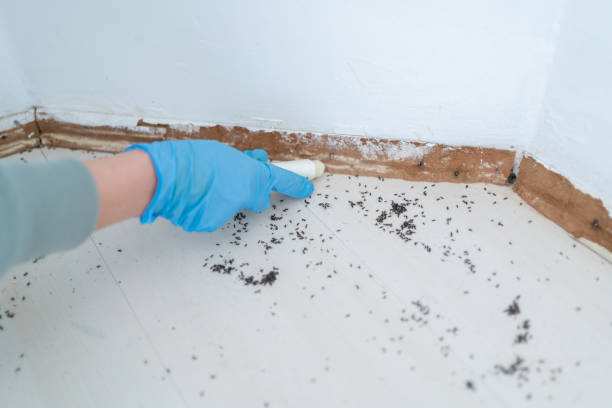 Best Mosquito Control Services  in Clayton, GA